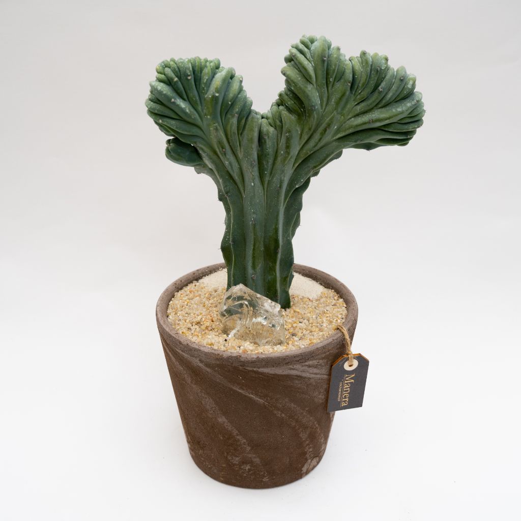 Myrtillocactus geometrizans f. cristata - Manera Line