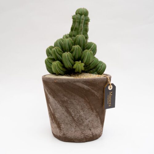 Euphorbia fruticosa inermis - Manera Line