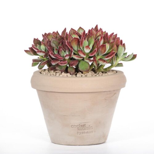 Echeveria pulvinata Devotion Ø 14