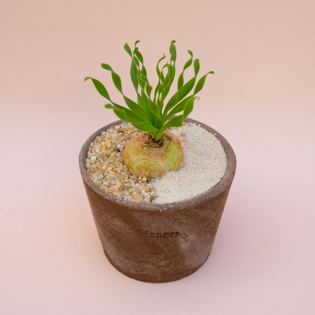 Albuca concordiana Choco small Ø 12