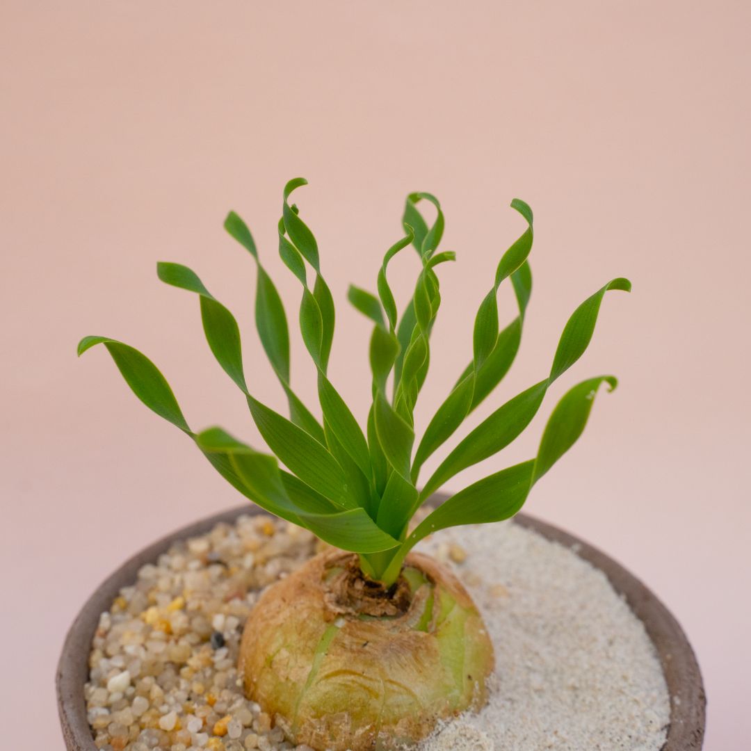 Albuca concordiana Choco small Ø 12