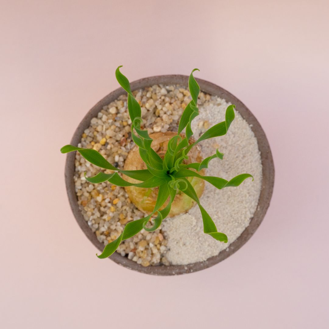 Albuca concordiana Choco small Ø 12