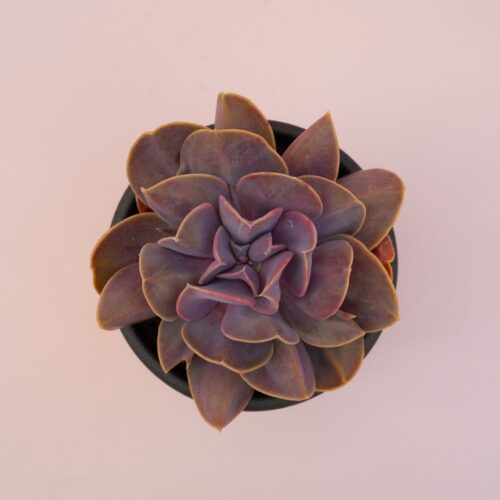 Echeveria Serena Ø 13 cm