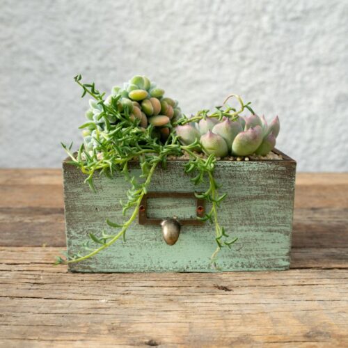 Chic Succulents - Compose your Mania