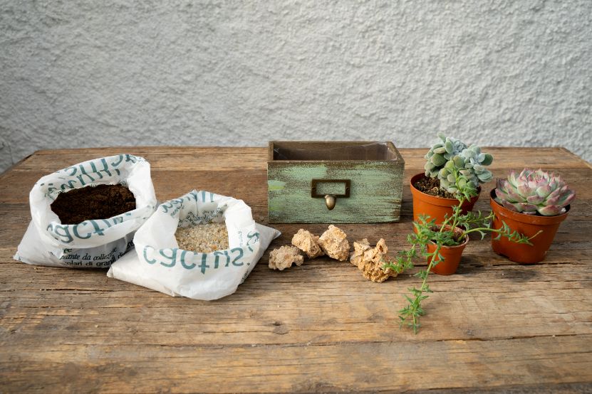 Chic Succulents - Compose your Mania