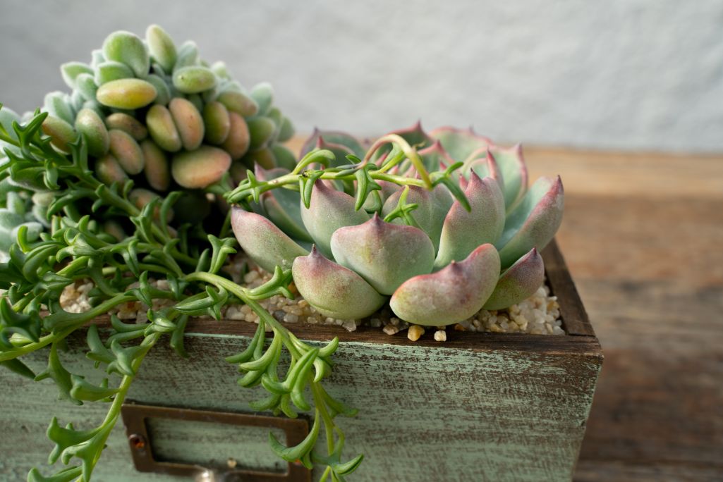 Chic Succulents - Compose your Mania