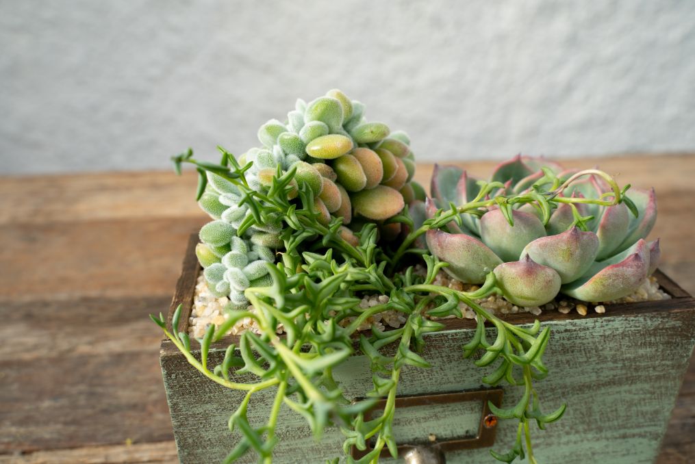 Chic Succulents - Compose your Mania