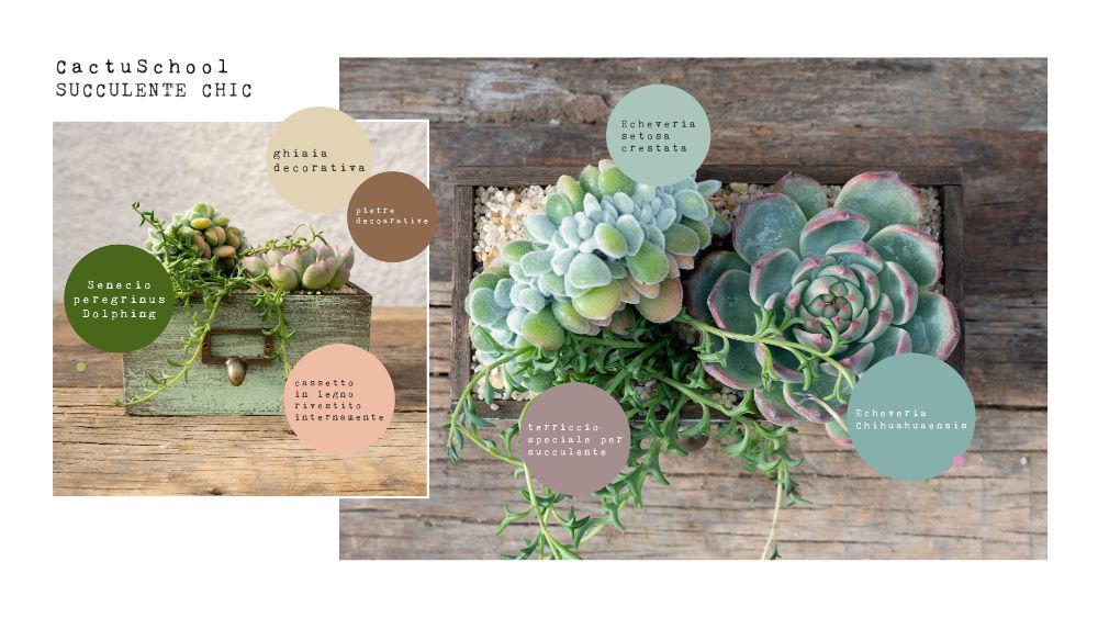 Chic Succulents - Compose your Mania