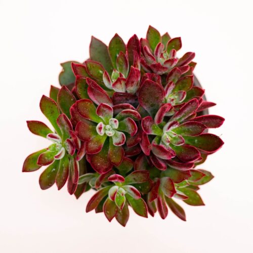 Echeveria pulvinata Devotion Ø 13 cm