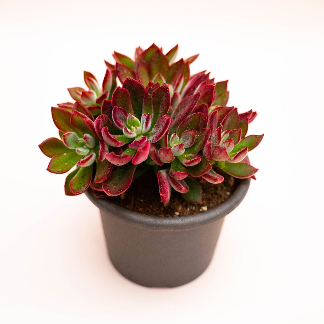 Echeveria pulvinata Devotion Ø 13 cm