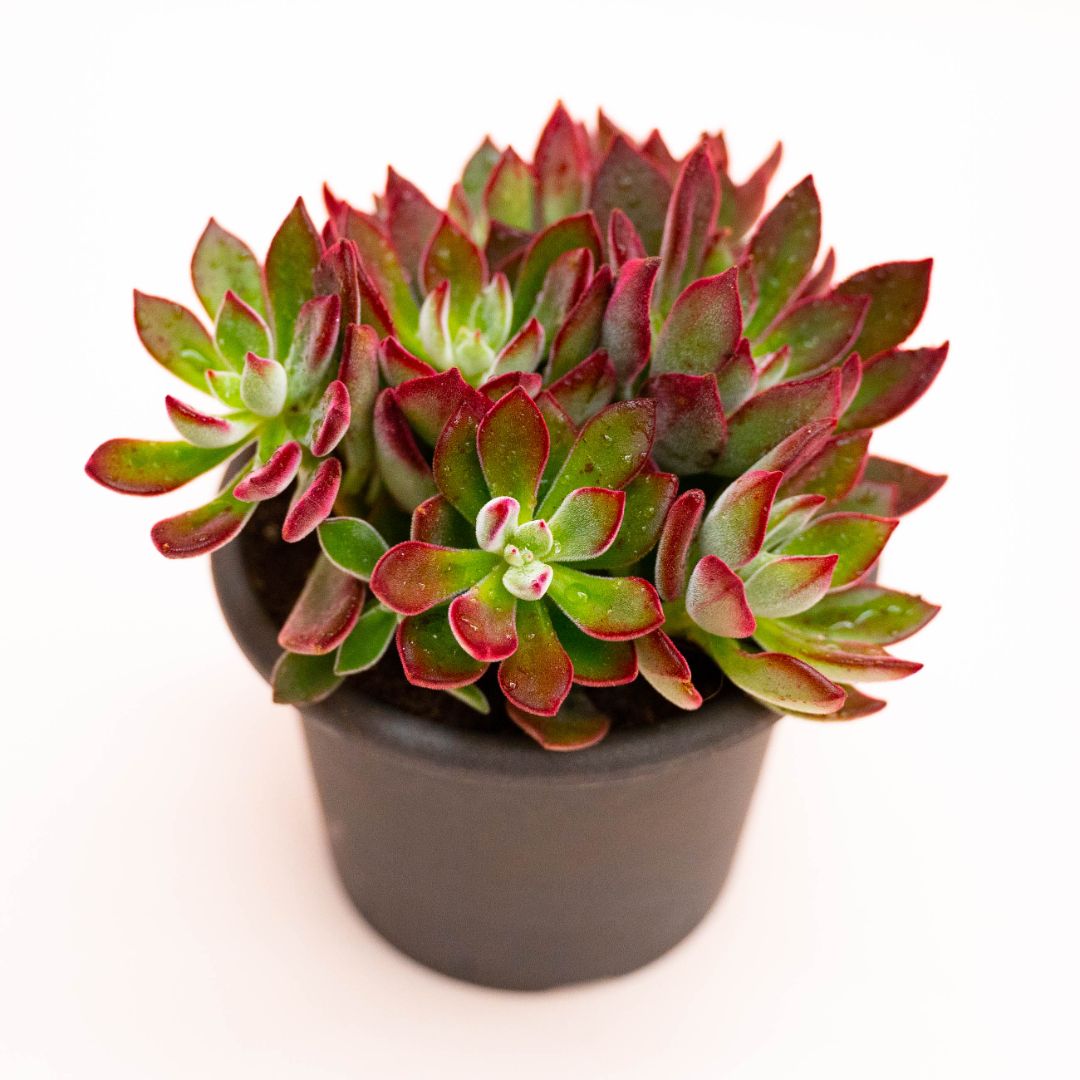Echeveria pulvinata Devotion Ø 13 cm