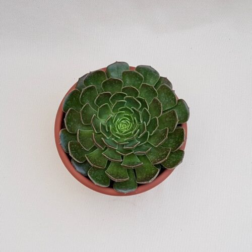 Echeveria Brown Rose Ø 18 cm