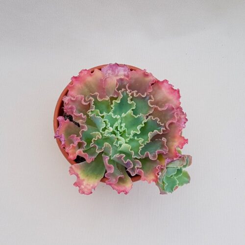 Echeveria Dorothy Ø 18 cm
