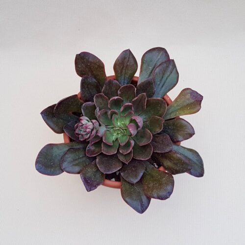 Echeveria Painted Frills Ø 18 cm