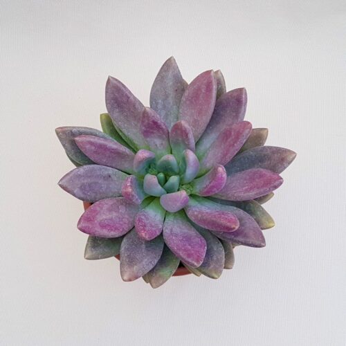 Pachyveria Loredana Ø 18 cm