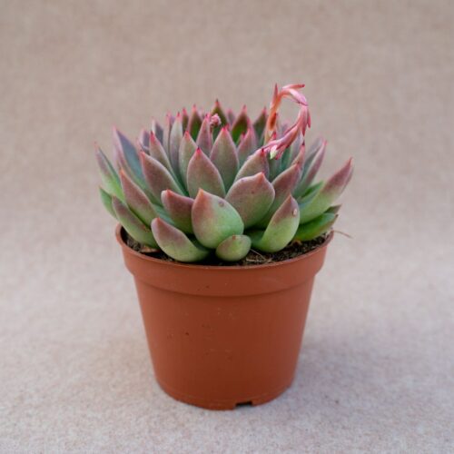 Echeveria agavoides Ø 13 cm