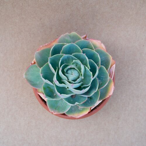 Echeveria Hera Ø 25 cm