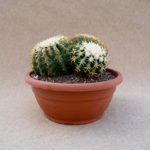 Echinocactus grusonii intermedius uncinatus Ø 25 cm