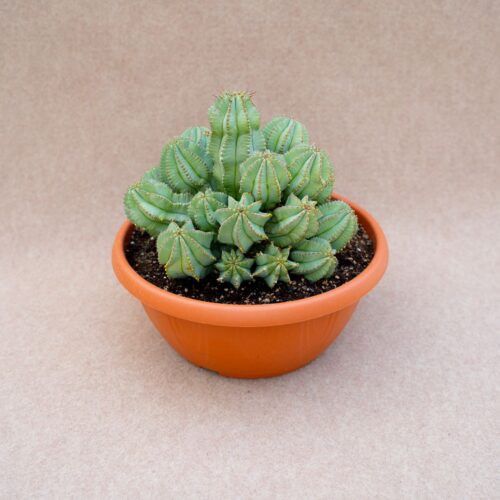 Euphorbia fruticosa inermis Ø 25 cm