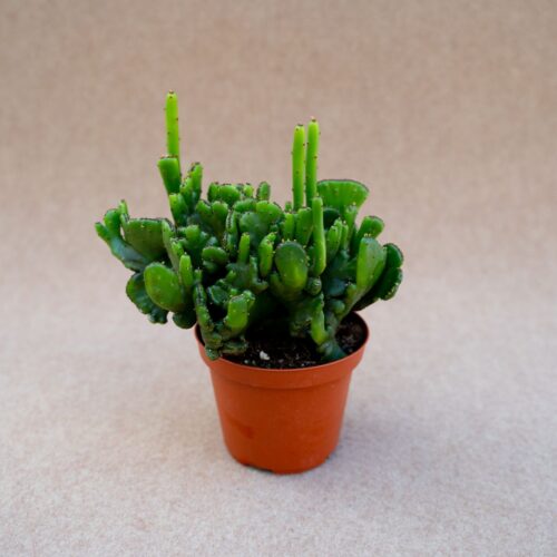 Euphorbia leucodendron f. cristata Ø 10,5 cm