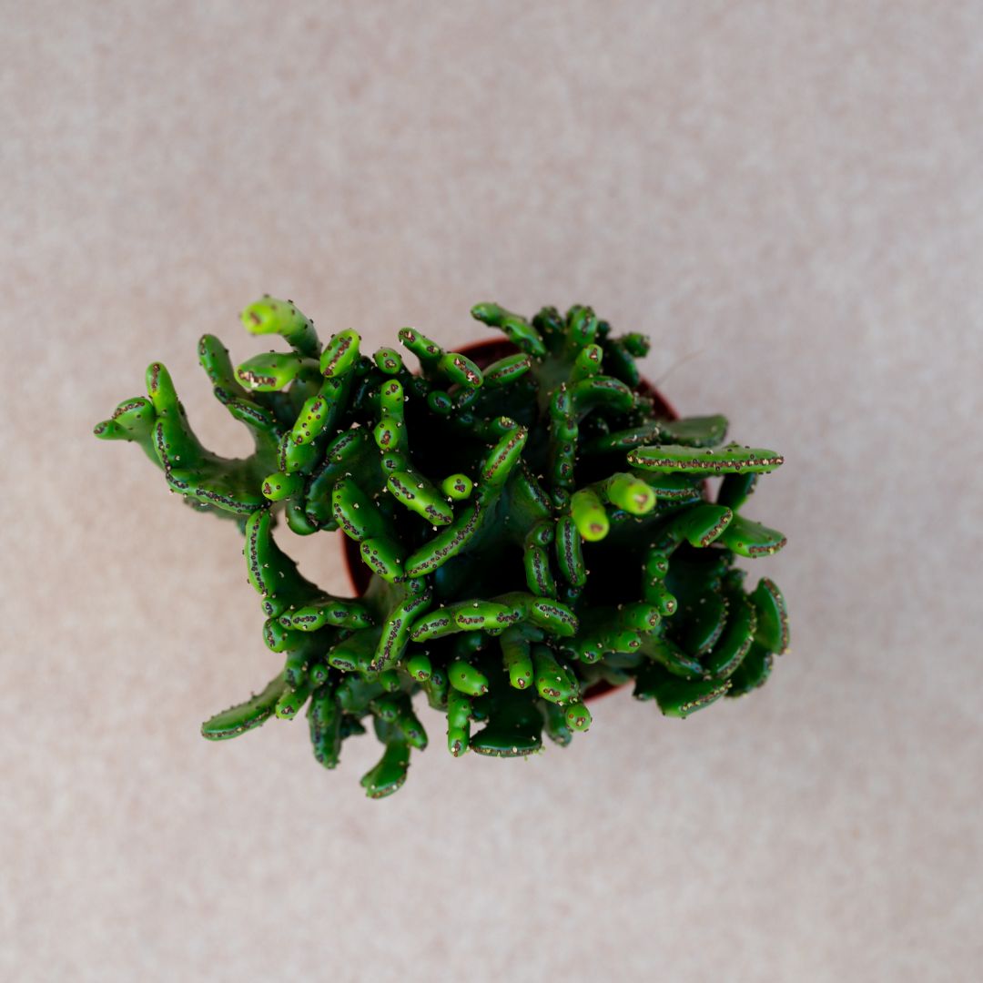 Euphorbia leucodendron forma cristata Ø 10,5 cm