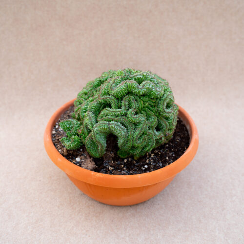 Euphorbia polygona f. cristata Ø 25 cm