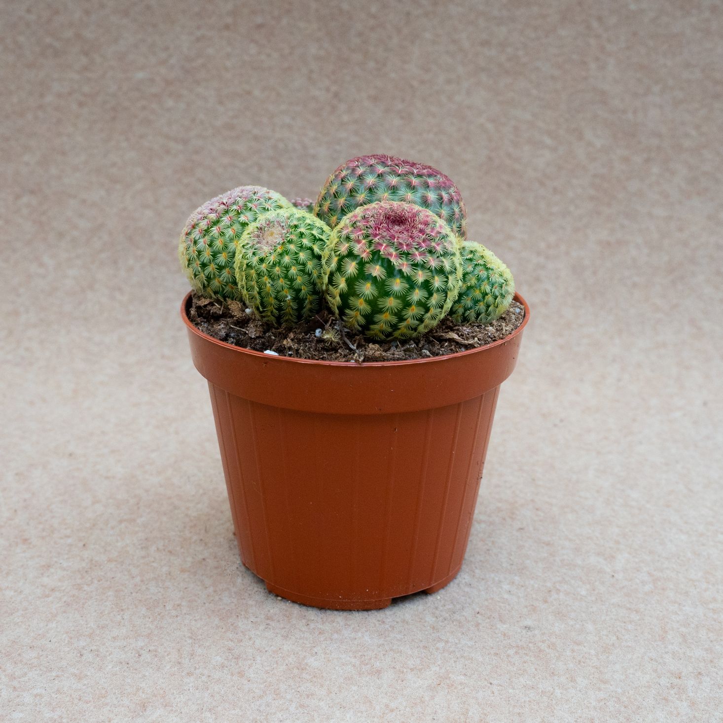 Echinocereus rigidissimus rubrispinus Ø 12 cm
