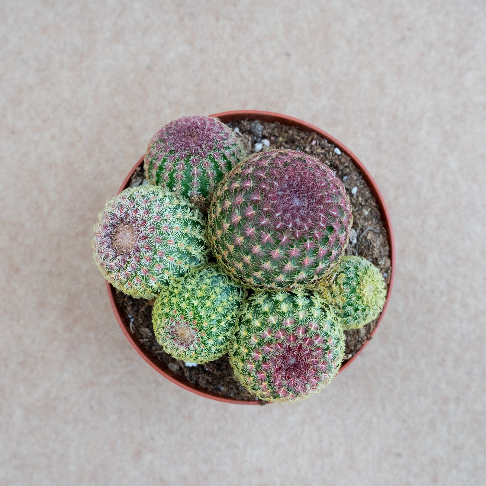Echinocereus rigidissimus rubrispinus Ø 12 cm