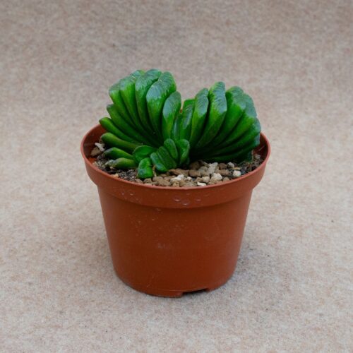 Haworthia truncata Lemon Ø 10,5 cm