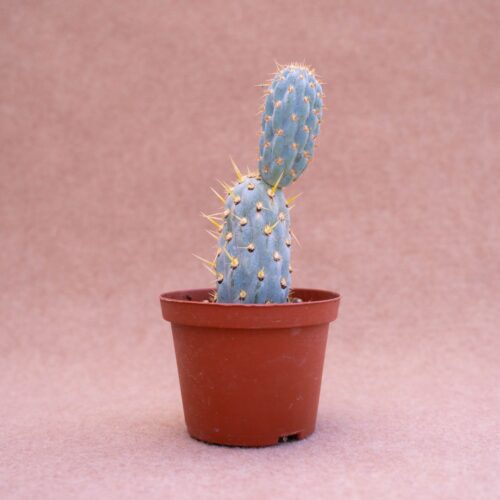 Opuntia miquelii Ø 10,5 cm