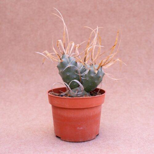 Tephrocactus articulatus papyracanthus Ø 10,5