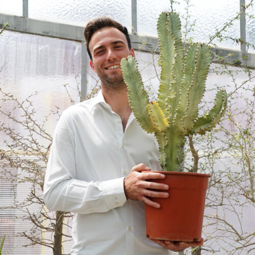 Euphorbia ingens variegated Ø 24 cm