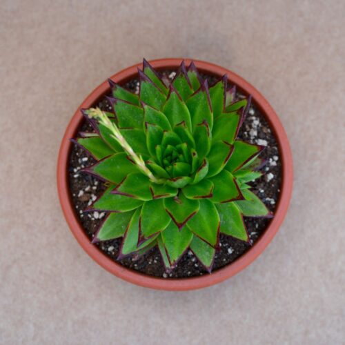 Echeveria agavoides 'Lipstick' Ø 25 cm