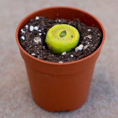 Lithops aucampiae 'Bella Ketty' Ø 5,5 cm