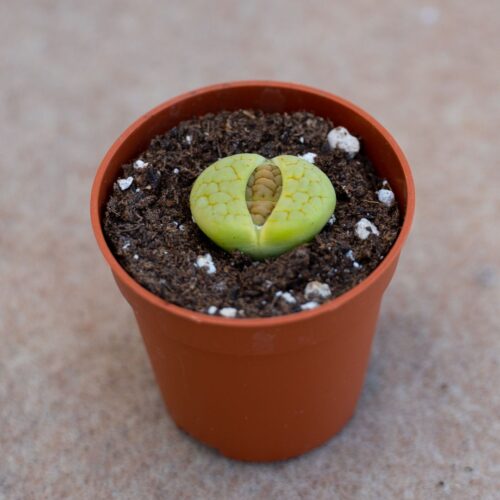 Lithops hookeri v. lutea 'Aubarede' C 038A Ø 5,5 cm