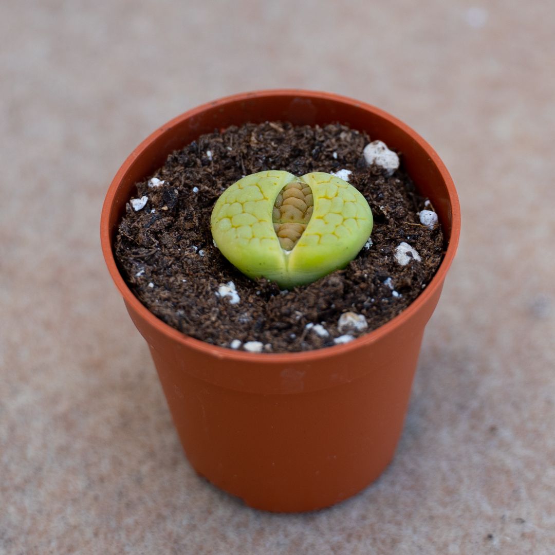 Lithops hookeri v. lutea 'Aubarede' C 038A Ø 5,5 cm