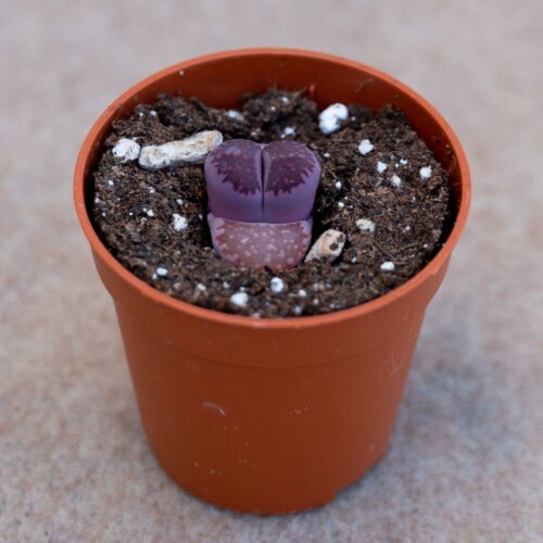 Lithops salicola 'Bacchus' Ø 5,5 cm