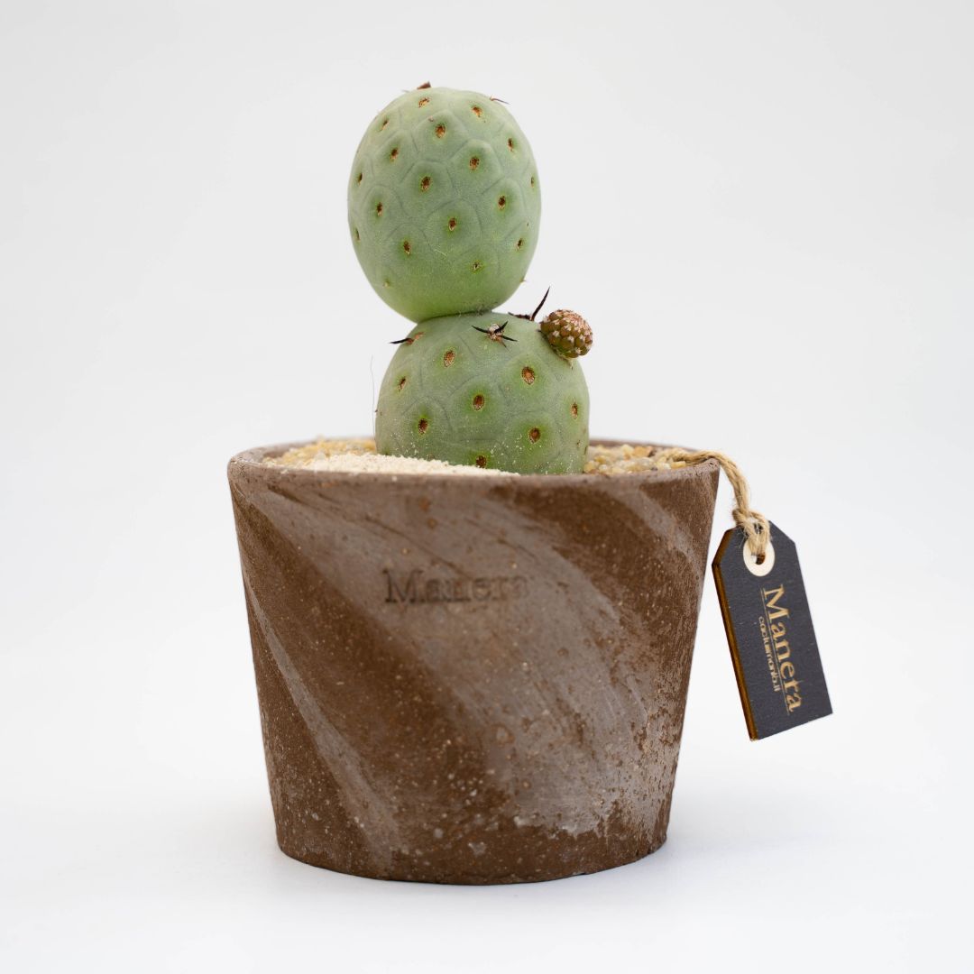 Tephrocactus geometricus 3 palle - Linea Manera Choco