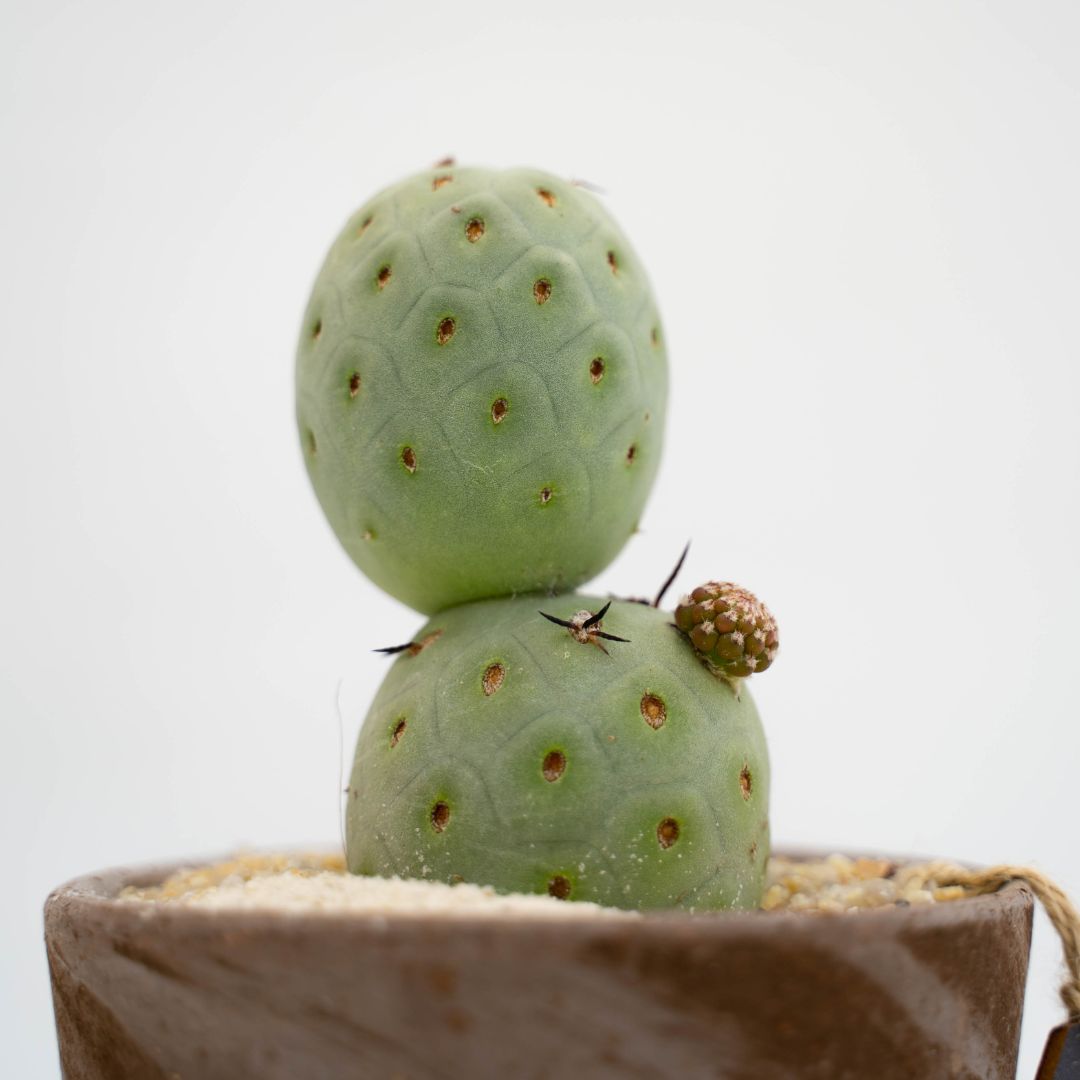 Tephrocactus geometricus 3 palle - Linea Manera Choco - Image 2