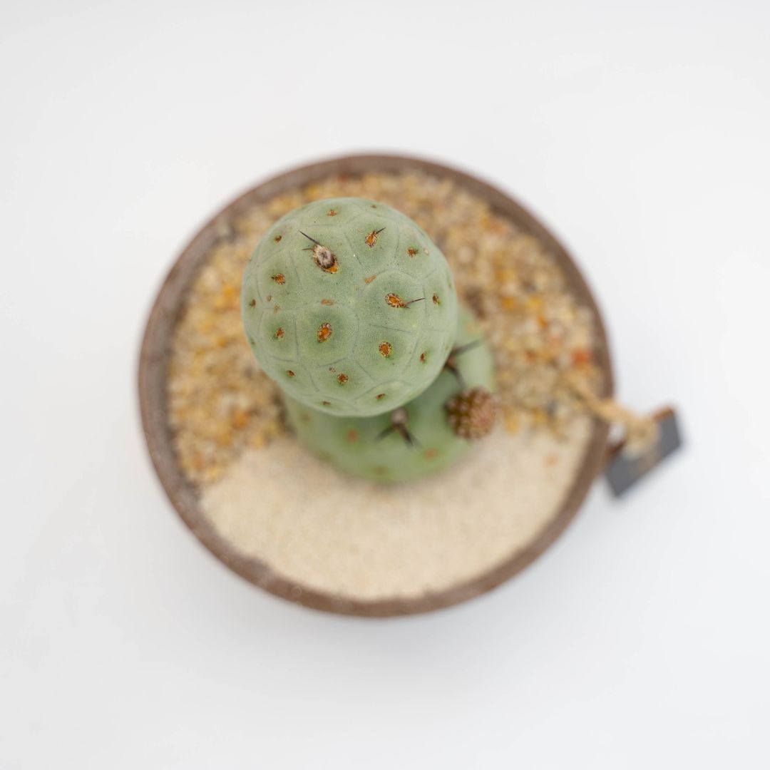 Tephrocactus geometricus 3 palle - Linea Manera Choco - Image 3