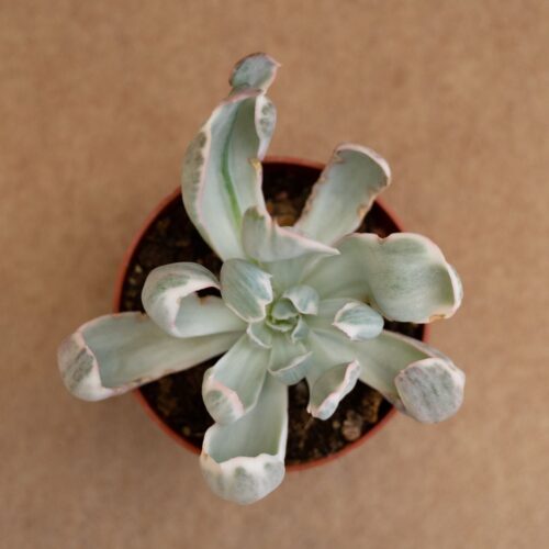 Echeveria Green Emerald variegata Ø 10,5 cm