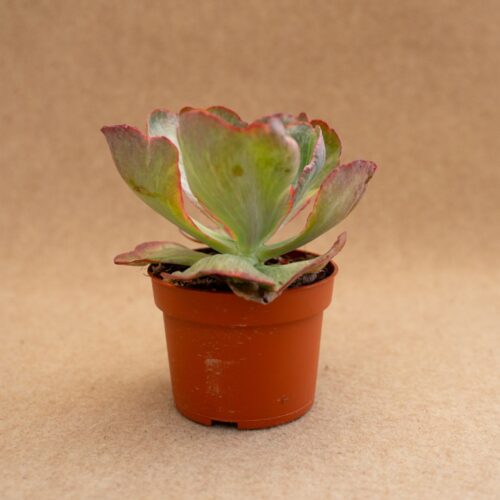 Echeveria Katella variegated Ø 10,5 cm