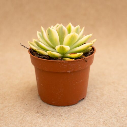 Echeveria Mira variegated Ø 10,5 cm