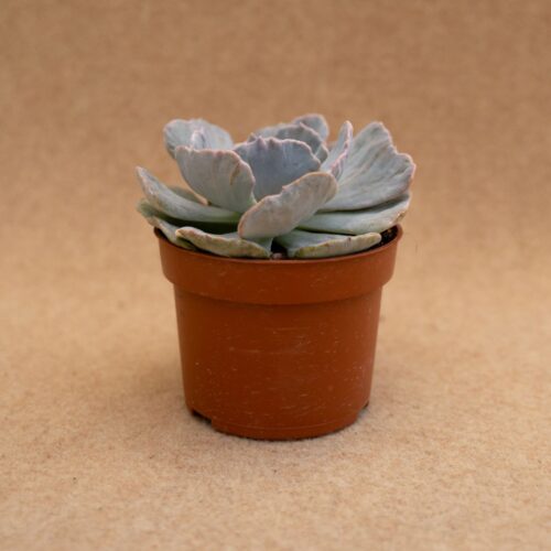 Echeveria Pollux Marmer Ø 10,5 cm
