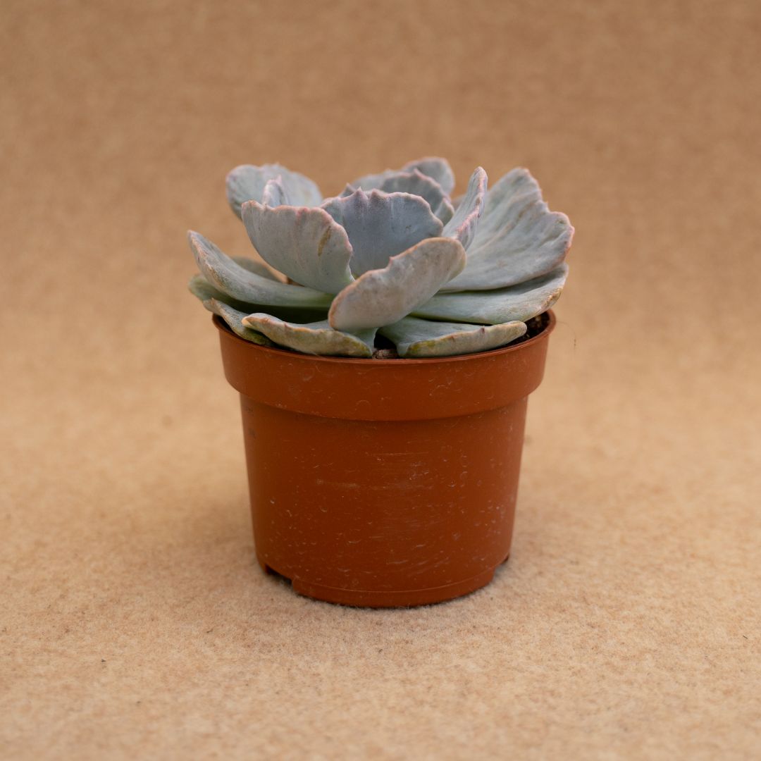 Echeveria Pollux Marmer Ø 10,5 cm