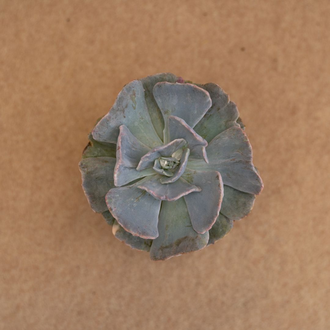 Echeveria Pollux Marmer Ø 10,5 cm - Image 2