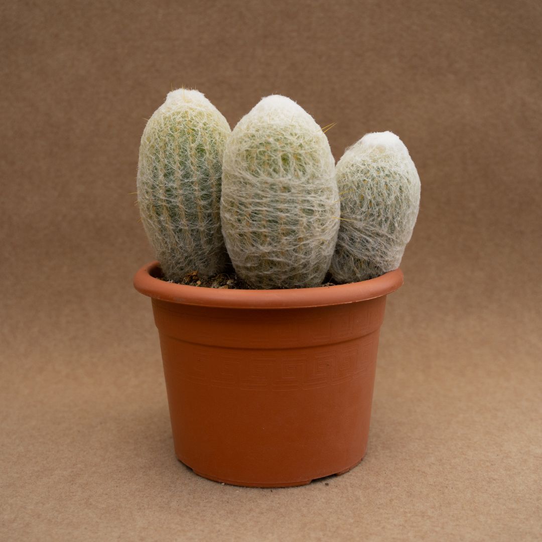 Espostoa lanata Ø 20 cm