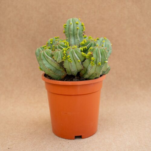 Euphorbia fruticosa inermis Ø 17 cm