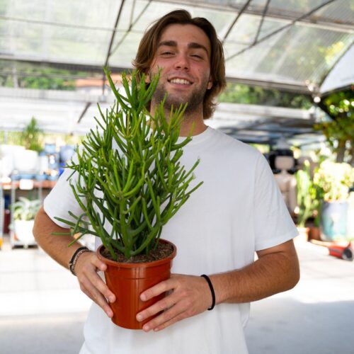 Euphorbia tirucalli Ø 17 cm