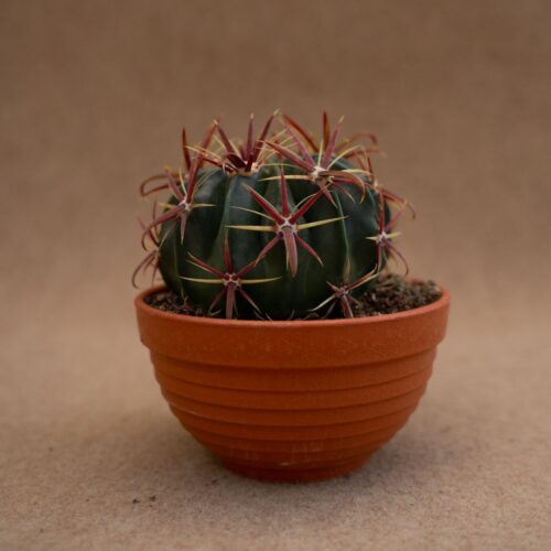 Ferocactus latispinus Ø 13 cm